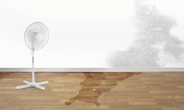 Best Basement water damage restoration  in Kaloko, HI